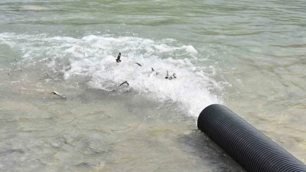 Sinop Gerze'de, 2 bin adet mersin balığı Karadenize bırakıldı! sinop gerzede 2 bin adet mersin baligi karadenize birakildi habermeydan