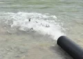 Sinop Gerze’de, 2 bin adet mersin balığı Karadenize bırakıldı!