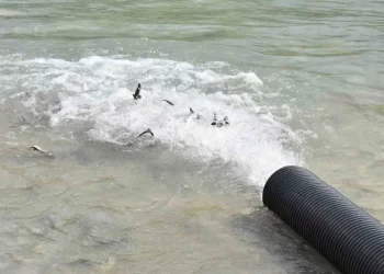 Sinop Gerze’de, 2 bin adet mersin balığı Karadenize bırakıldı!