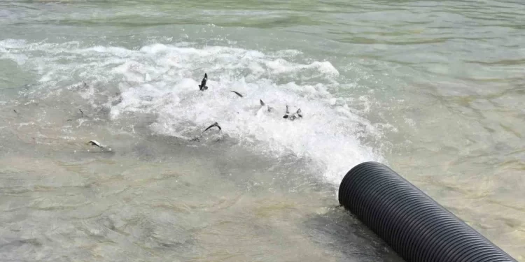 Sinop Gerze’de, 2 bin adet mersin balığı Karadenize bırakıldı!