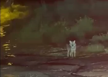 Sinop Merkez’de, yalnız gezen çakal görüntülendi!