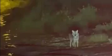Sinop Merkez’de, yalnız gezen çakal görüntülendi!
