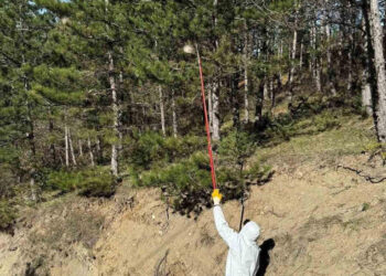 Sinop ormanlarında, zararlılara karşı avcı böcekler doğaya salındı!