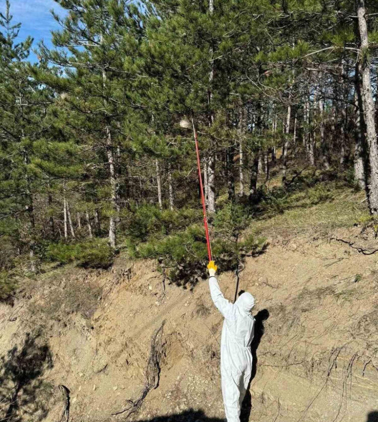 Sinop ormanlarında, zararlılara karşı avcı böcekler doğaya salındı! sinop ormanlarinda zararlilara karsi avci bocekler dogaya salindi habermeydan e1778512810748