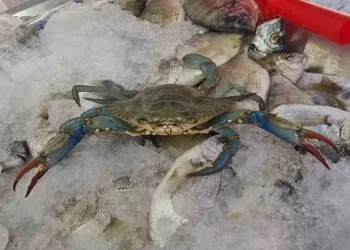 Sinop’ta, nadir görülen ’mavi yengeç’ balıkçı ağlarına takıldı!