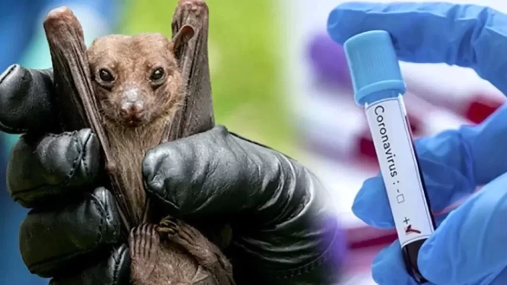 yeni koronavirus habermeydan