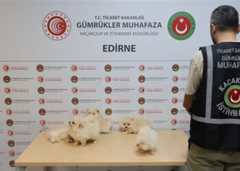 Kapıkule’de Kaçak Köpek Operasyonu! 6 Pomeranian Yavrusu Kurtarıldı
