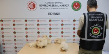 Kapıkule’de Kaçak Köpek Operasyonu! 6 Pomeranian Yavrusu Kurtarıldı