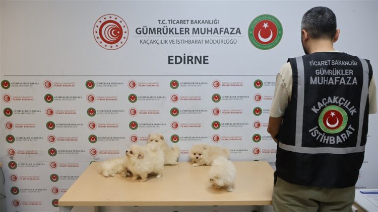 Kapikulede Kacak Kopek Operasyonu habermeydan