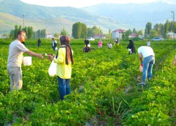 Muş Sungu'da, bu çilekleri yemek serbest, götürmek ücretli! Muş Sungu’da, bu çilekleri yemek serbest, götürmek ücretli!