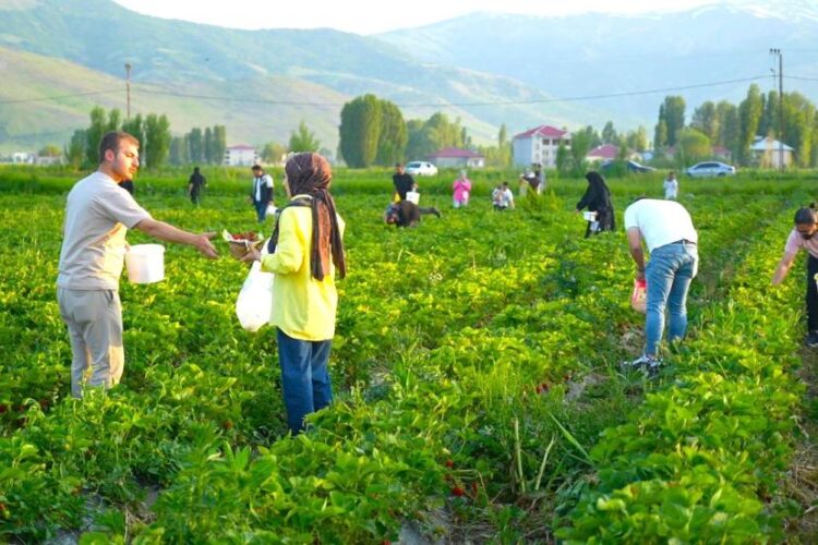 Muş Sungu'da, bu çilekleri yemek serbest, götürmek ücretli! mus sunguda cilekleri yemek serbest goturmek ucretli habermeydan