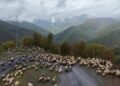 Muşlu besicilerin yayla mesaisi başladı! Muşlu besicilerin yayla mesaisi başladı!