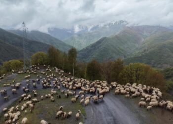 Muşlu besicilerin yayla mesaisi başladı! Muşlu besicilerin yayla mesaisi başladı!