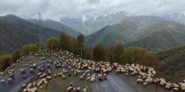 Muşlu besicilerin yayla mesaisi başladı! Muşlu besicilerin yayla mesaisi başladı!