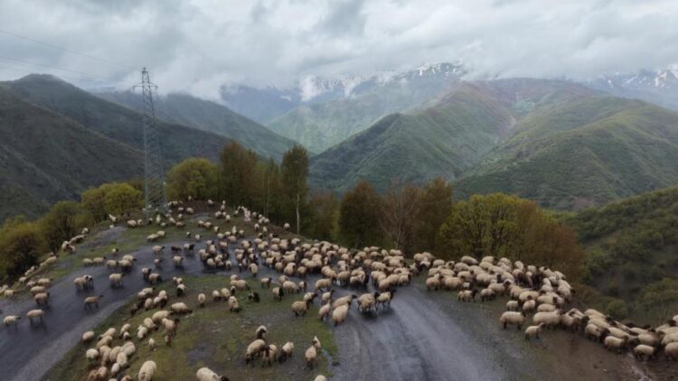 muslu besicilerin yayla mesaisi basladi habermeydan