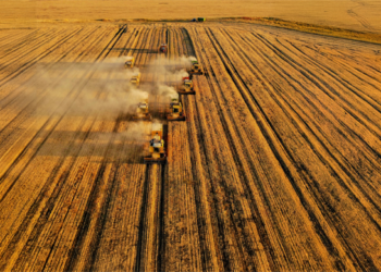 TMO’dan Hububat Alımında Tarihi Rekor: 176 Bin Üreticiden 8,3 Milyon Ton Ürün Alındı