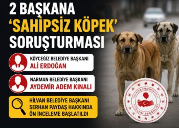 Sahipsiz köpek saldırıları sonrası iki belediye başkanı hakkında soruşturma izni Sahipsiz köpek saldırıları sonrası iki belediye başkanı hakkında soruşturma izni