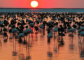 Tuz Gölü'nde Rekor Seviyeye Ulaşıldı: 12 Bin 800 Yavru Flamingo Yaşam Buldu Tuz Gölü’nde Rekor Seviyeye Ulaşıldı: 12 Bin 800 Yavru Flamingo Yaşam Buldu