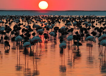 Tuz Gölü'nde Rekor Seviyeye Ulaşıldı: 12 Bin 800 Yavru Flamingo Yaşam Buldu Tuz Gölü’nde Rekor Seviyeye Ulaşıldı: 12 Bin 800 Yavru Flamingo Yaşam Buldu