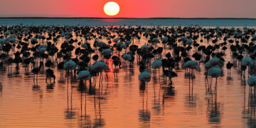 Tuz Gölü'nde Rekor Seviyeye Ulaşıldı: 12 Bin 800 Yavru Flamingo Yaşam Buldu Tuz Gölü’nde Rekor Seviyeye Ulaşıldı: 12 Bin 800 Yavru Flamingo Yaşam Buldu