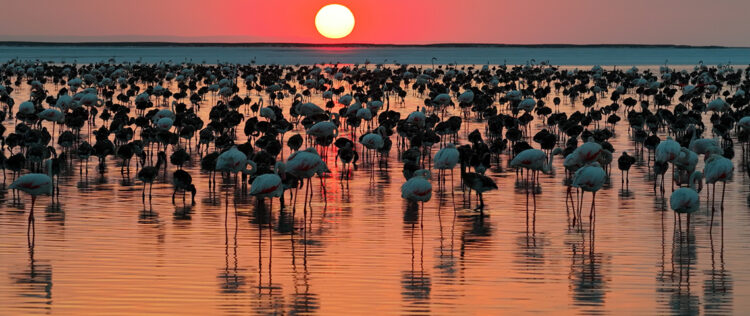 Tuz Gölü'nde Rekor Seviyeye Ulaşıldı: 12 Bin 800 Yavru Flamingo Yaşam Buldu Tuz Golu habermeydan