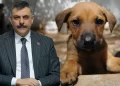 Bakan Çiftçi'den sahipsiz sokak hayvanlarına ilişkin açıklama Bakan Çiftçi’den sahipsiz sokak hayvanlarına ilişkin açıklama