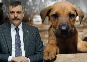 Bakan Çiftçi'den sahipsiz sokak hayvanlarına ilişkin açıklama Bakan Çiftçi’den sahipsiz sokak hayvanlarına ilişkin açıklama