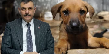 Bakan Çiftçi'den sahipsiz sokak hayvanlarına ilişkin açıklama Bakan Çiftçi’den sahipsiz sokak hayvanlarına ilişkin açıklama