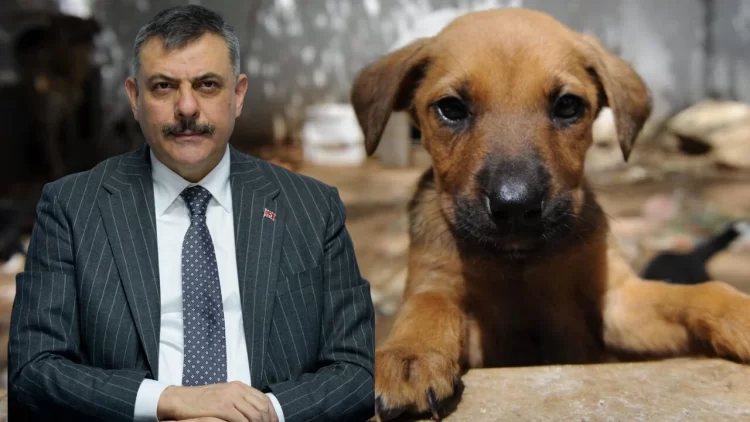Bakan Çiftçi'den sahipsiz sokak hayvanlarına ilişkin açıklama Bakan Çiftçi'den sahipsiz sokak hayvanlarına ilişkin açıklama...