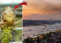 İstanbul'da çekirge alarmı: Sayılarındaki artışın nedeni ne? İstanbul’da çekirge alarmı: Sayılarındaki artışın nedeni ne?