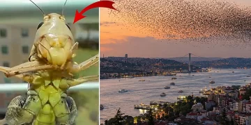 İstanbul'da çekirge alarmı: Sayılarındaki artışın nedeni ne? İstanbul’da çekirge alarmı: Sayılarındaki artışın nedeni ne?
