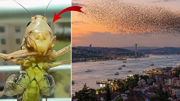 İstanbul'da çekirge alarmı: Sayılarındaki artışın nedeni ne? İstanbul'da çekirge alarmı...
