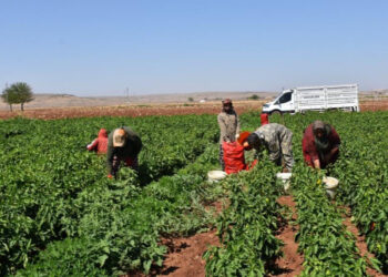 Muş Ovası’nda, 40 Derecede Biber Hasadı Başladı!
