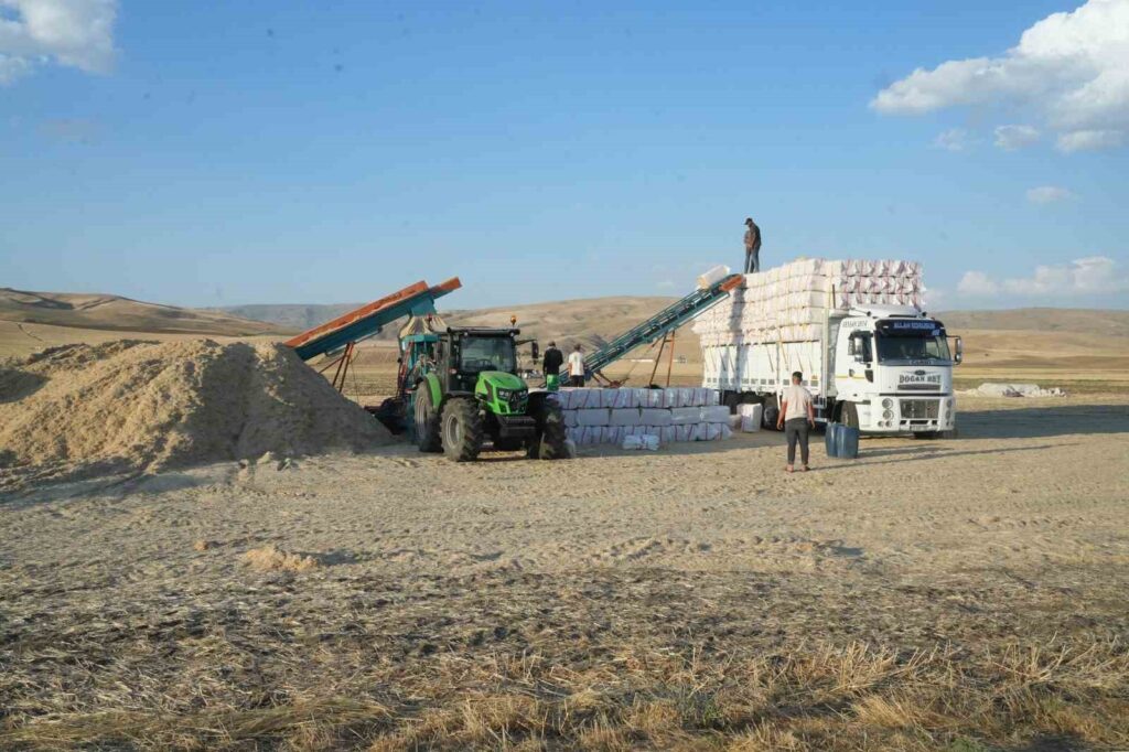 Muş Ovası'nda, Hasat Sonrası Saman Mesaisi Başladı! mus ovasinda hasat sonrasi saman mesaisi basladi habermeydan