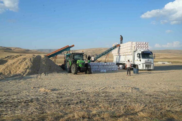 Muş Ovası'nda, Hasat Sonrası Saman Mesaisi Başladı! mus ovasinda hasat sonrasi saman mesaisi basladi habermeydan