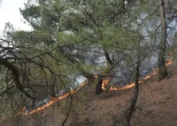 Sinop Valiliği'nden, Durağan ve Boyabat İçin Yangın Riski Alarmı! Sinop Valiliği’nden, Durağan ve Boyabat İçin Yangın Riski Alarmı!