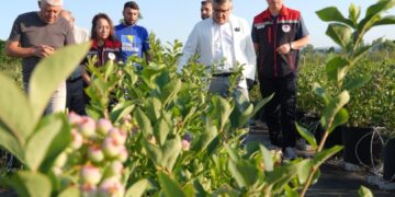 Sinop'ta 'Mavi Altın' Mesaisi: Yaban Mersini Hasadı Başladı! Sinop’ta ‘Mavi Altın’ Mesaisi: Yaban Mersini Hasadı Başladı!