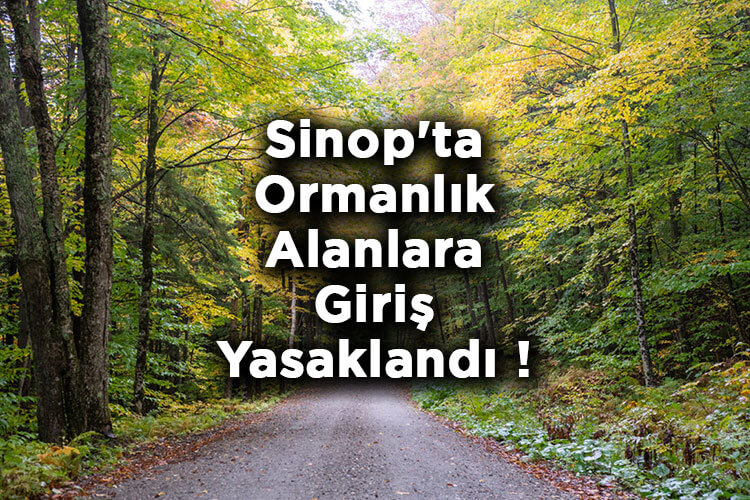 Sinop'ta, Ormanları Korumak İçin Yeni Kararlar Yürürlüğe Girdi! sinopta ormanlari korumak icin yeni kararla yururluge girdi habermeydan