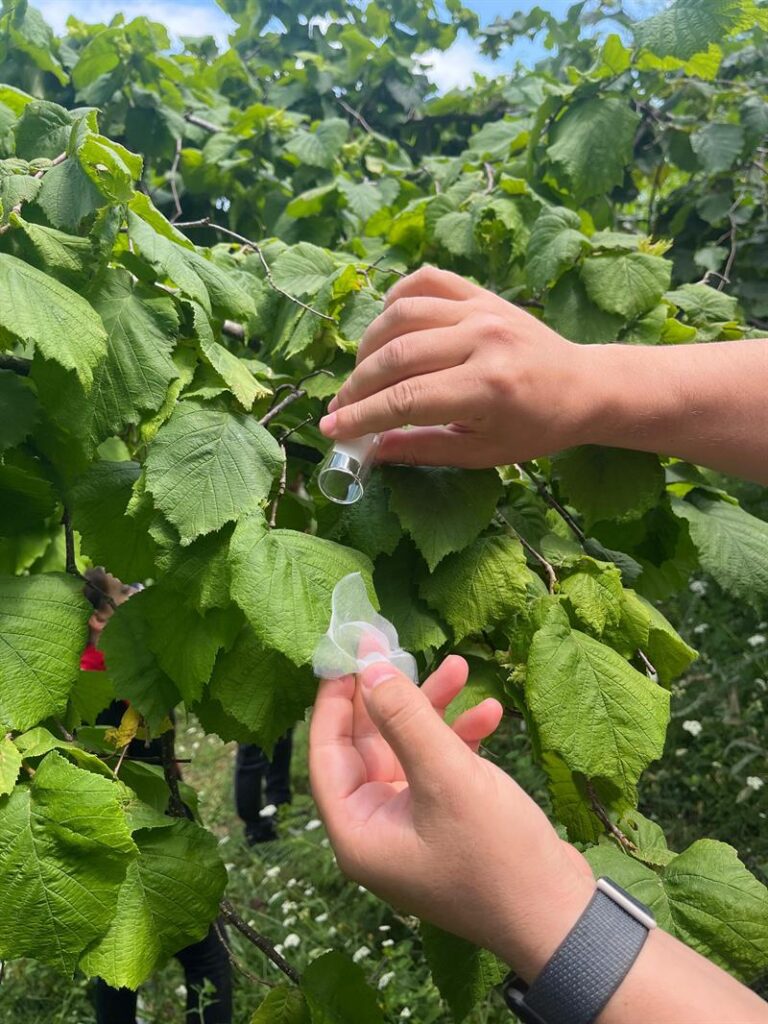 sinopta samuray arisi mesaiye basladi habermeydan