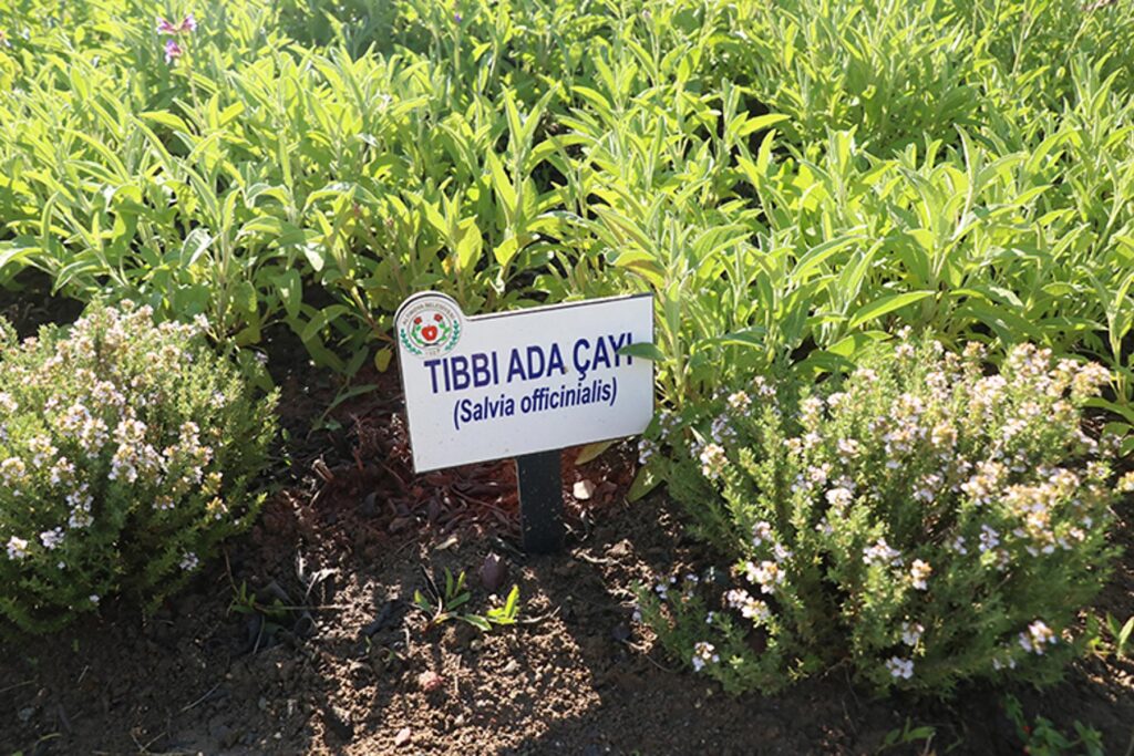 tibbi bitki cayi habermeydna