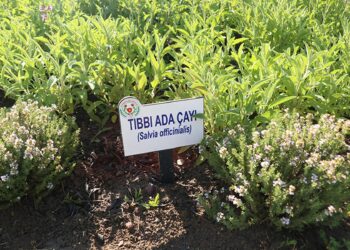 Eczanelerde tıbbi bitki çayı dönemi başlıyor Eczanelerde tıbbi bitki çayı dönemi başlıyor