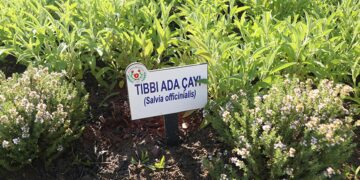 Eczanelerde tıbbi bitki çayı dönemi başlıyor Eczanelerde tıbbi bitki çayı dönemi başlıyor