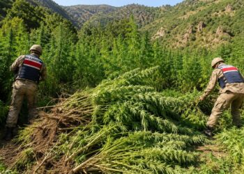 Diyarbakır’da Uyuşturucu Operasyonu: 247 Bin 145 Kök Kenevir ve Skunk İmha Edildi