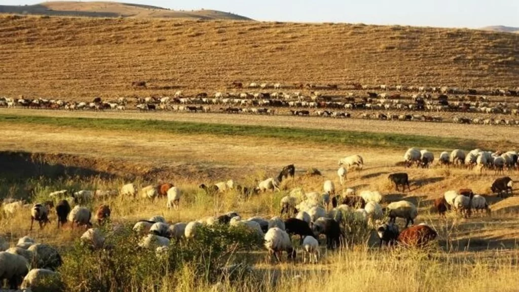 muslu yetistiricilerin 3 aylik yayla mesaisi sona erdi habermeydan