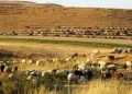 Muşlu Yetiştiricilerin 3 Aylık Yayla Mesaisi Sona Erdi!