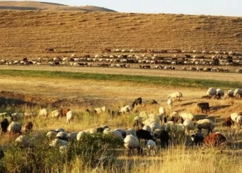 Muşlu Yetiştiricilerin 3 Aylık Yayla Mesaisi Sona Erdi!