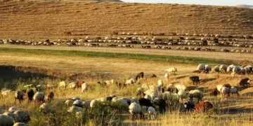 Muşlu Yetiştiricilerin 3 Aylık Yayla Mesaisi Sona Erdi!