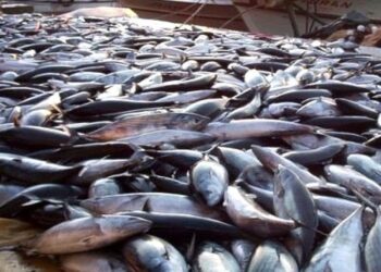 Sinop'ta, 15 Ağustos’a Kadar Palamut Avı Yasak! Sinop’ta, 15 Ağustos’a Kadar Palamut Avı Yasak!