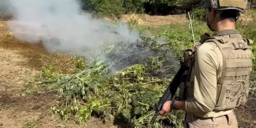 Diyarbakır’da 217 bin 608 kök kenevir ve skunk ele geçirildi Diyarbakır’da 217 bin 608 kök kenevir ve skunk ele geçirildi