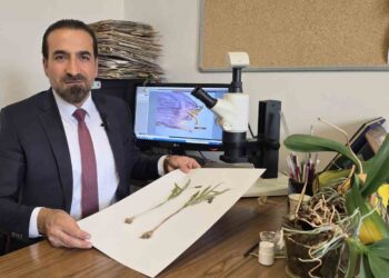 Dünyada Sadece Muş'un Kurtik Dağı'nın Zirvesinde Yetişen 'Muş Ters Lalesi' Keşfedildi! Dünyada Sadece Muş’un Kurtik Dağı’nın Zirvesinde Yetişen ‘Muş Ters Lalesi’ Keşfedildi!